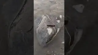 рыбалка удалась. плотва. 17 кг. #рыбалка #фидер #gerafishing