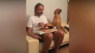 Пса Совершенно Не Интересует, Что Ест Его Хозяин