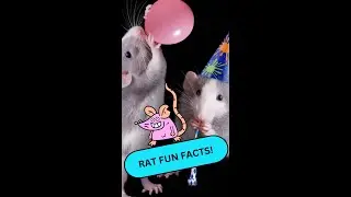 Fun facts about rats!