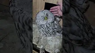 Я вообще впервые Ловлю дикую птицу 11 января 2026 г