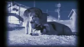 Eight Below - A Call To Courage