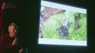 Masons, Miners and Scissors - Wild Bees of the Meadows