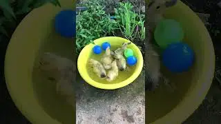 Funny baby ducks
