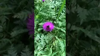Красивый шмель
