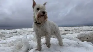 VLOG: С цвергшнауцером на Белом море/With a minischnauzer on the White Sea