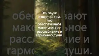Спокойная тибетская флейта и пение птиц: звуки леса для максимального расслабления и гармонии души