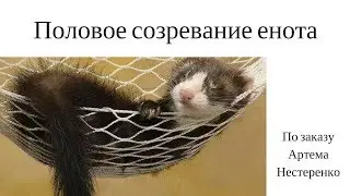 Половое созревание енота