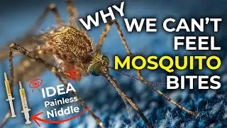 Why We Can't Feel Mosquito bites | The Idea of painless niddle