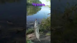 Чухонь на пенопласт!)