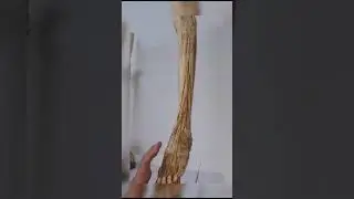 Músculos de la pierna