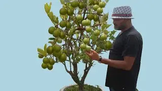 Mosambi in Terrace Orchard