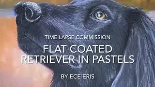 Flat Coated Retriever in Pastels - Drawing Black Fur