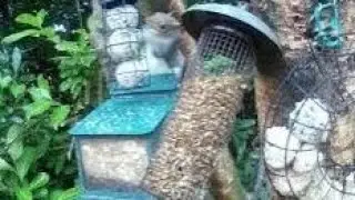 Young Grey Squirrel On Autumn Saturday Visit To My Cottage Garden Scone Perth Perthshire Scotland