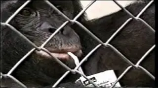 Kanzi - An Ape of Genius - Part 3 of 4
