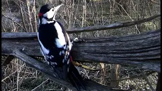 Dzięcioł duży - samiec