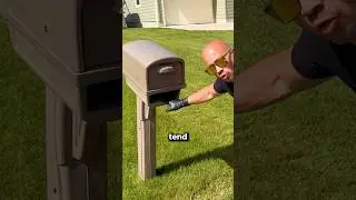 🐝 WASPS in my MAILBOX 📪