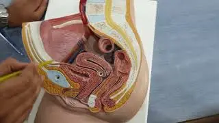 female reproductive system model | utrovesicle pouch | rectoutrine pouch |ligaments of uterus