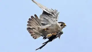 Сокол САПСАН атакует Голубя /Falcon Peregrine attacks pigeons
