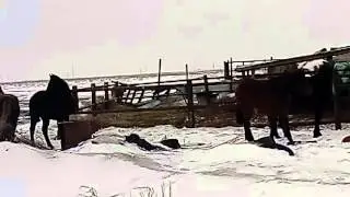Наши лошади