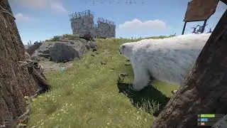 My pet bear on Rust