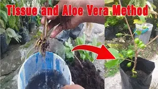 Step-by-Step: Crystal Guava Propagation with Tissue and Aloe Vera