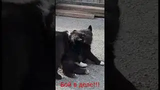 С первых дней ломает всех !!!!!! 