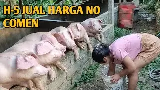 [NO COMENT] Memberi Makan Babi Pakan Campuran - H5 Menjual Babi
