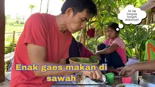 Menikmati Makan di Sawah saat Panen Padi