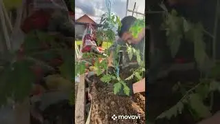 Дачный сезон! Сажаем помидоры!