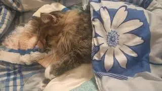 Прощай Маня