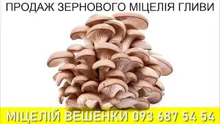 Замовляй зерновий міцелій гливи та рости гриби у своєму дворі в мішках чи на пні