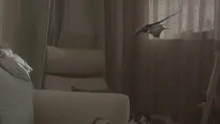 There's a dragon on the table CGI/VFX