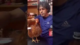 Funny Chick🐥