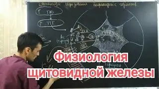 Физиология щитовидной железы. Гипер и гипотериоз.Physiology of the thyroid gland. Hyperthyroidism...