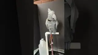 Animatronic Steampunk Parrot