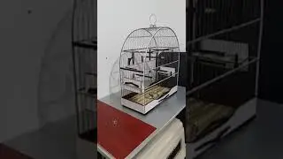Cliente Alex de Brasília recebendo sua gaiola de Curió.