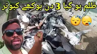 3 Din Bhuke Kabootar 😴