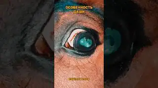 Даша частично не видит левым глазом ⚡ я всегда онлайн в телеграме - @eqvirey
