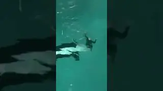 КОСАТКА НАПАЛА НА ЧЕЛОВЕКА😳 