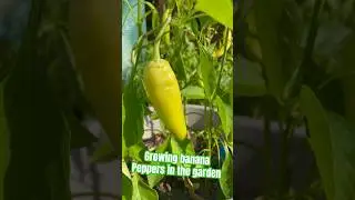GROW PEPPERS IN POTS🪴 🌶️#shorts #grow #peppers #gardening