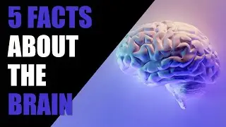 5 Amazing Facts About The Human Brain
