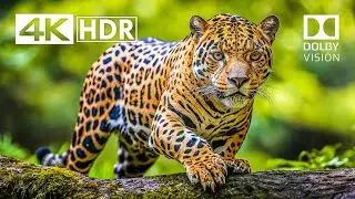 True lunacy 4K HDR 60FPS Dolby Vision