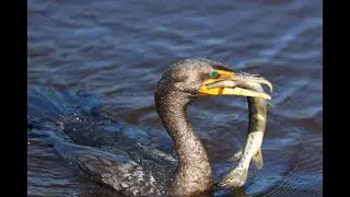 5 Birds With Teeth: Evolution's Unexpected Twist! #BirdsWithTeeth #WildSideOfNature #NatureMysteries