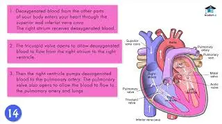 SCIENCE04L02: The Heart