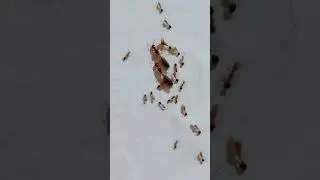 Semut bawa ratu semut berisi telur