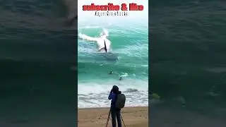 #shark #ocean #surfing #surf #beach #movie #yearofyou #aquariusshorts #sea #amazing