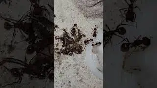 Pogonomyrmex occidentalis ripping apart a cricket.
