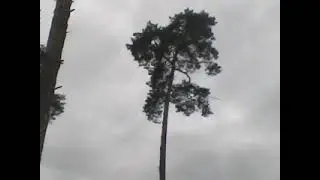Каждого человека надо учить с нуля и всему по-максимуму. Но не каждый при этом станет человеком.