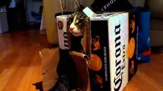 Cute kitty in a Corona Box!