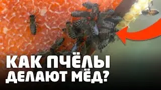 КАК ПЧЕЛЫ ДЕЛАЮТ МЕД? ПЧЕЛЫ ТРУДОГОЛИКИ ДЕЛАЮТ МЕД (ВИДЕО)